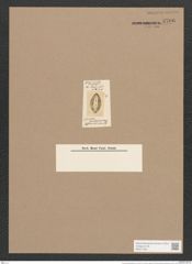 Cocconeis groenlandica Ehr. (de-Toni-Nr.: Genus 40, Species 1900) Zeichnungen Sammlung Grunow Nr. 3706 (NHMW-BOT-W0371335)